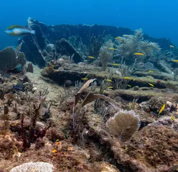 Rhone National Marine Park