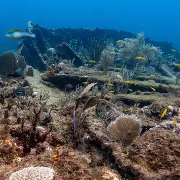 Image related to Rhone National Marine Park
