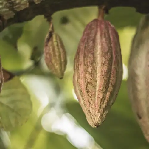 Image related to Project Chocolat