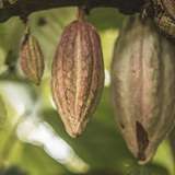 Image related to Project Chocolat