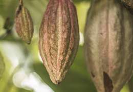 IgluCruise.Application.ViewModels.Shared.WebImageViewModel?.Description