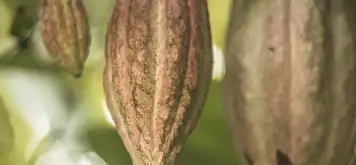 Image related to Project Chocolat