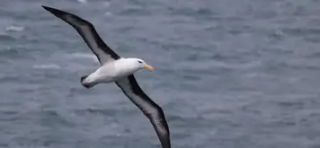 Image related to Black-Browed Albatross Sightings