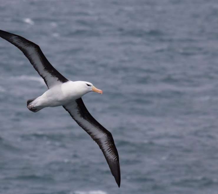 Black-Browed Albatross Sightings
