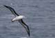 Black-Browed Albatross Sightings