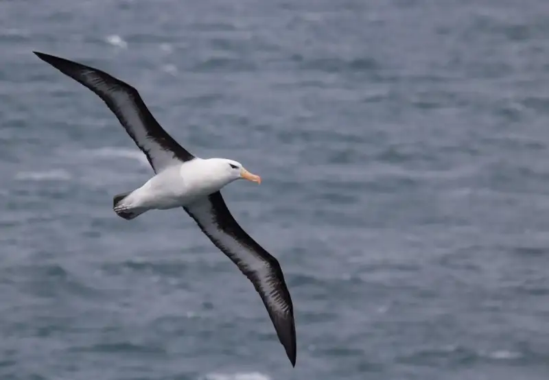 Black-Browed Albatross Sightings