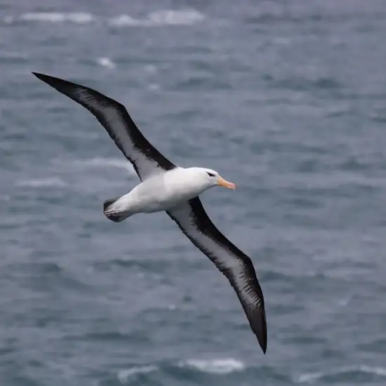 Image related to Black-Browed Albatross Sightings