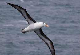 IgluCruise.Application.ViewModels.Shared.WebImageViewModel?.Description