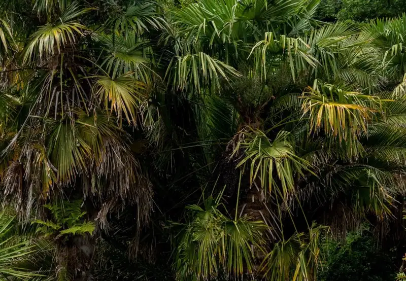 Image related to Curi-Cancha Reserve