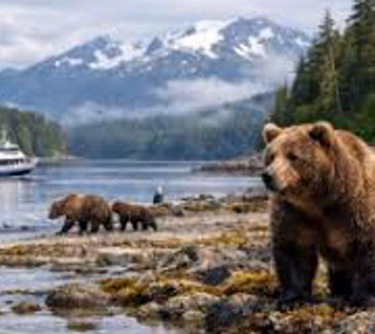  Spot Coastal Brown Bears