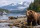  Spot Coastal Brown Bears