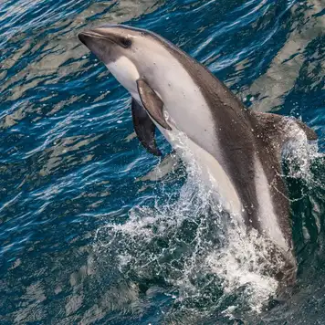 Image related to Peale’s Dolphins