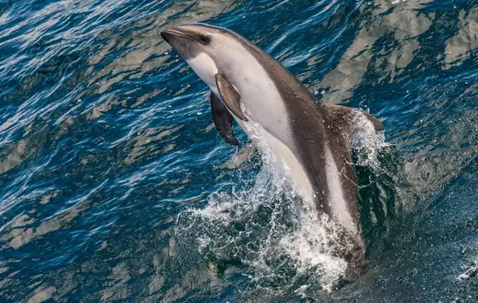 Image related to Peale’s Dolphins