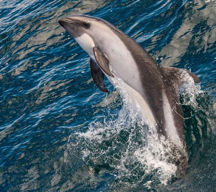 Peale’s Dolphins