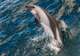 Peale’s Dolphins