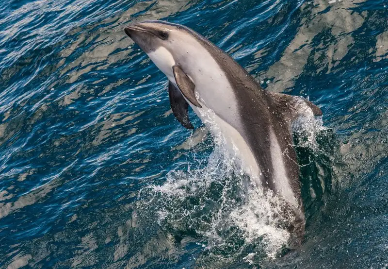 Peale’s Dolphins