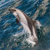 Image related to Peale’s Dolphins