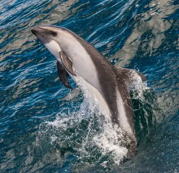 Peale’s Dolphins