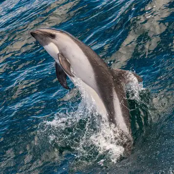 Image related to Image related to Peale’s Dolphins