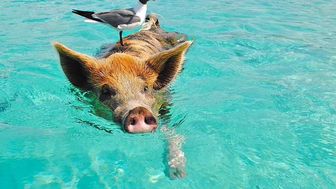 Explore a tiny Exuma cay famed for swimming pigs and a magical underwater cave.