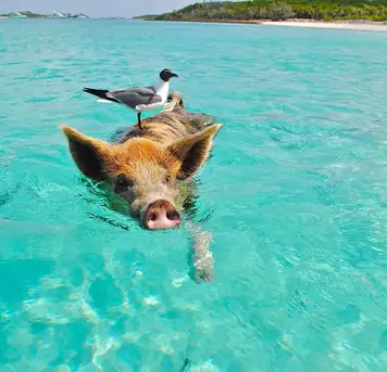Image related to Staniel Cay