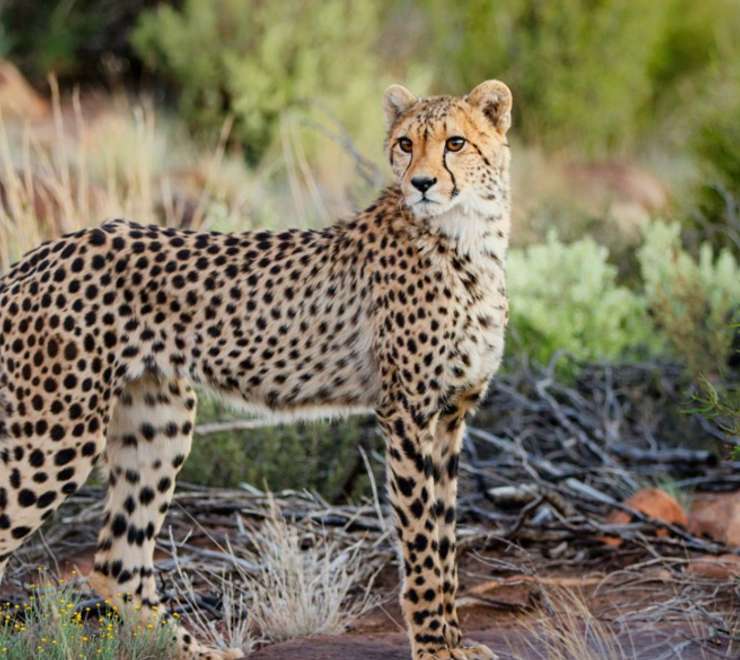 Southeast African Cheetah
