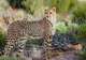 Southeast African Cheetah