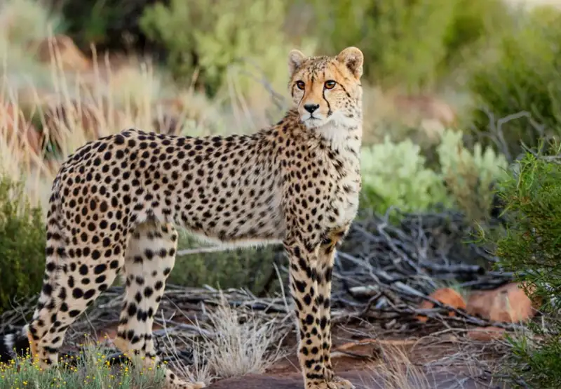 Southeast African Cheetah