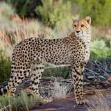 Image related to Southeast African Cheetah