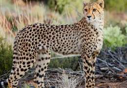 IgluCruise.Application.ViewModels.Shared.WebImageViewModel?.Description