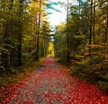 Image related to Furulunden Nature Park