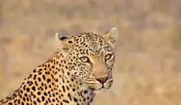 Image related to Sanbona Wildlife Reserve - Morning Game Drive