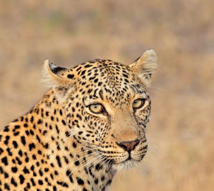 Sanbona Wildlife Reserve - Morning Game Drive