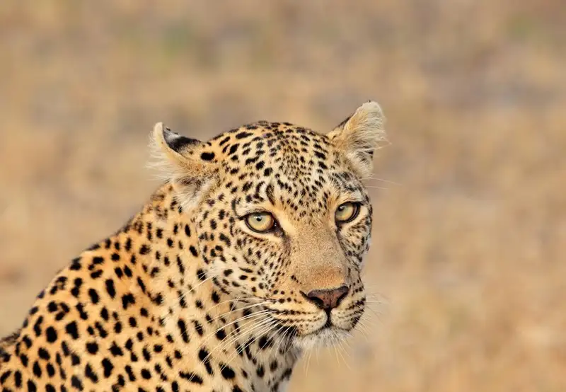 Sanbona Wildlife Reserve - Morning Game Drive