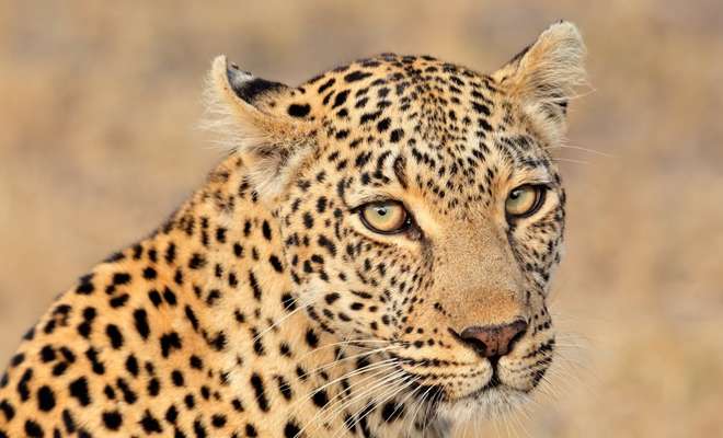 Sanbona Wildlife Reserve - Morning Game Drive