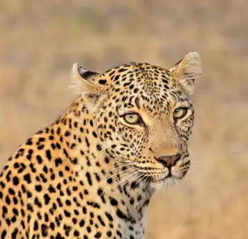 Sanbona Wildlife Reserve - Morning Game Drive