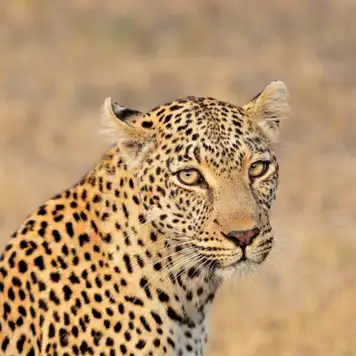 Image related to Sanbona Wildlife Reserve - Morning Game Drive