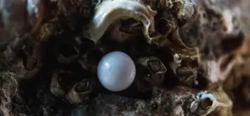 Image related to Robert Wan Pearl Museum