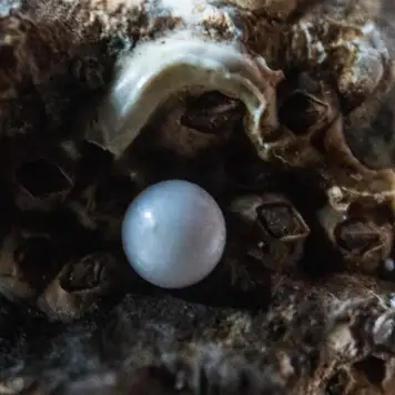 Image related to Robert Wan Pearl Museum