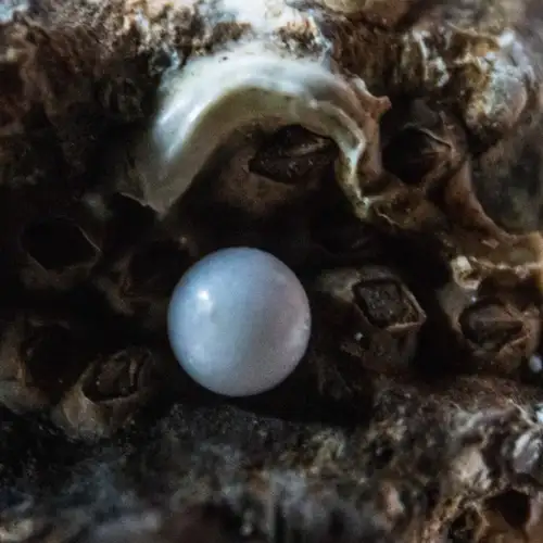 Image related to Robert Wan Pearl Museum