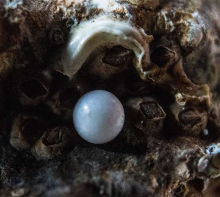 Robert Wan Pearl Museum