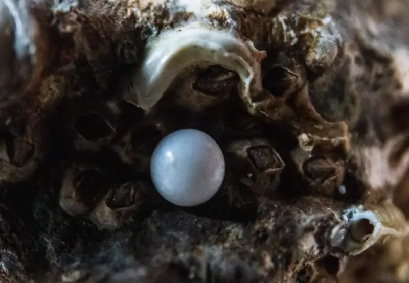 Image related to Robert Wan Pearl Museum