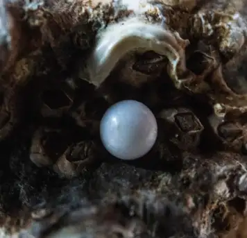 Image related to Robert Wan Pearl Museum