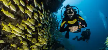 Image related to Scuba Diving 