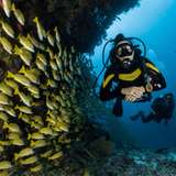 Image related to Scuba Diving 