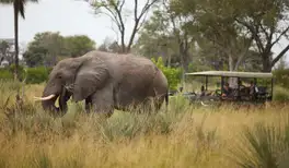 Image related to Okavango Delta, Botswana- Game Drives