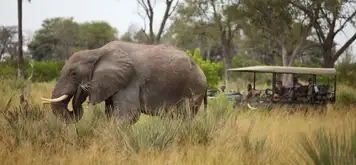 Okavango Delta, Botswana- Game Drives