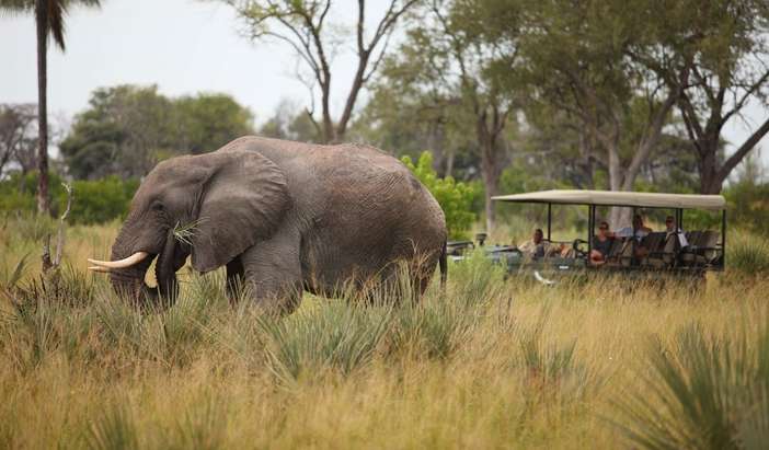 Okavango Delta, Botswana- Game Drives