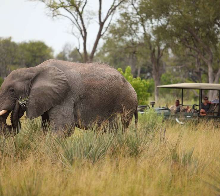 Okavango Delta, Botswana- Game Drives