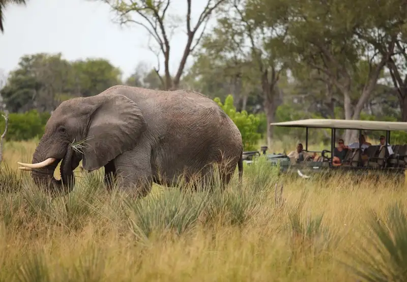 Okavango Delta, Botswana- Game Drives